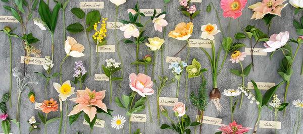 DECO Clay Craft Academy Botanical Course