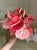 Realistic flower petals for CLAYCRAFT BY DECO CLAY as well as sugar flowers and