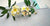 White and yellow clay plumeria blossoms and buds on leafy branches beside a DECO Tropical Course 2 curriculum book.