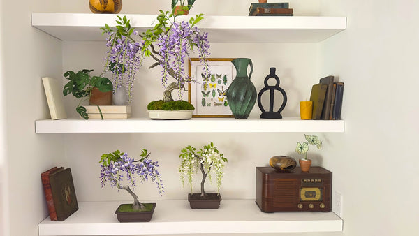 Three clay wisteria bonsai trees with cascading purple and white flowers, displayed in shallow pots on white shelves.