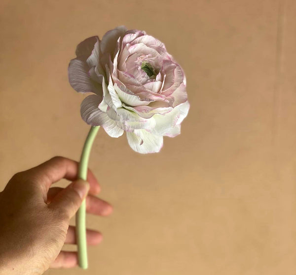 Ranunculus Flower Sample